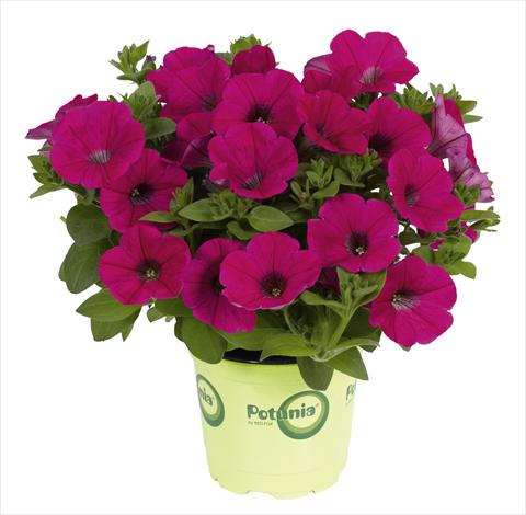 Photos von Blumenvarianten benutzt als: Topf, Beet, Terrasse Petunia x hybrida RED FOX Potunia® Piccola Hot Pink