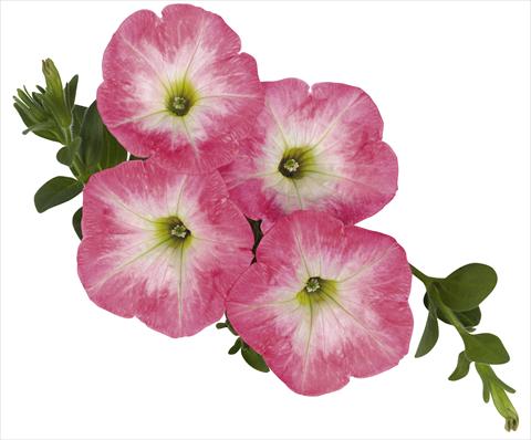 Photos von Blumenvarianten benutzt als: Ampel/Topf Petunia x hybrida RED FOX Sweetunia® Strawberry Morning