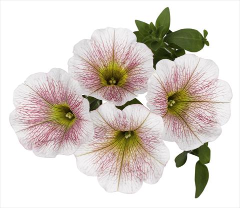Photos von Blumenvarianten benutzt als: Ampel/Topf Petunia x hybrida RED FOX Sweetunia® Caramello