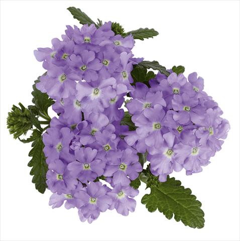 Photos von Blumenvarianten benutzt als: Topf, Beet, Terrasse, Ampel Verbena hybrida RED FOX Empress Lavender