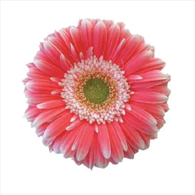 Photos von Blumenvarianten benutzt als: Schnittblume Gerbera jamesonii Big Ben