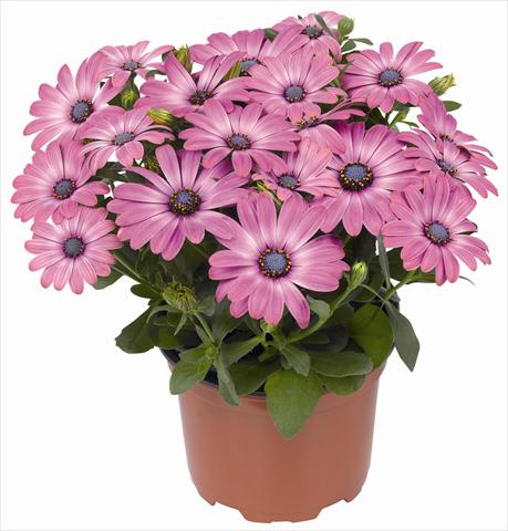 Photos von Blumenvarianten benutzt als: Topf und Beet Osteospermum RED FOX Summertime® Hot Pink