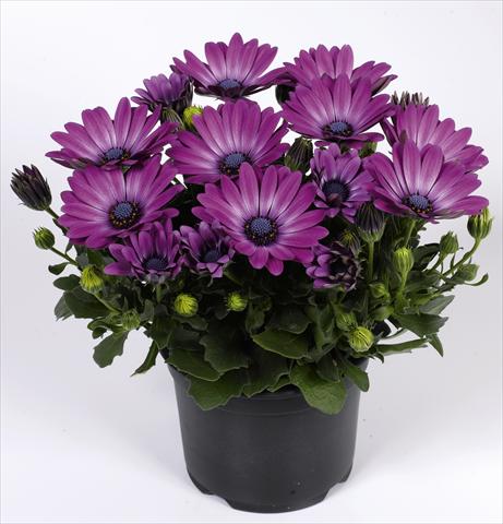 Photos von Blumenvarianten benutzt als: Topf und Beet Osteospermum RED FOX Summertime® Royal Purple