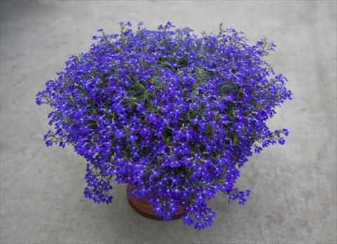 Photos von Blumenvarianten benutzt als: Topf, Beet, Terrasse, Ampel Lobelia hybrida Hot Blue