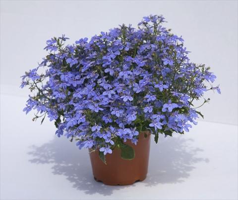 Photos von Blumenvarianten benutzt als: Topf, Beet, Terrasse, Ampel Lobelia hybrida Hot Waterblue