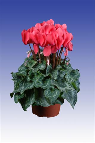 Photos von Blumenvarianten benutzt als: Topf Cyclamen persicum Super Serie® Allure® F1 Dark Salmon Pink