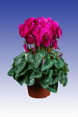 Photos von Blumenvarianten benutzt als: Topf Cyclamen persicum Super Serie® Allure® F1 Dark Violet