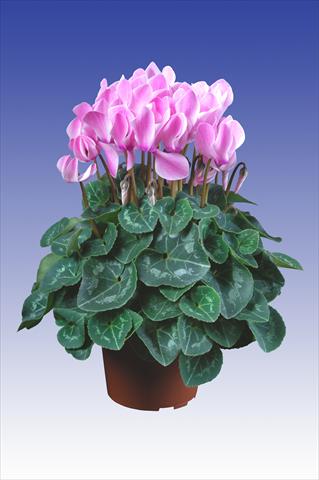 Photos von Blumenvarianten benutzt als: Topf Cyclamen persicum Super Serie® Allure® F1 Neon Flamed