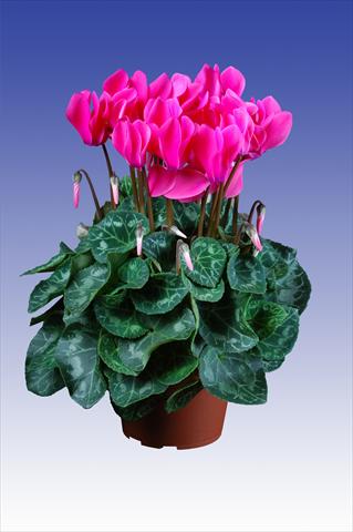 Photos von Blumenvarianten benutzt als: Topf Cyclamen persicum Super Serie® Allure® F1 Neon Pink