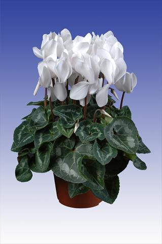 Photos von Blumenvarianten benutzt als: Topf Cyclamen persicum Super Serie® Allure® F1 Pure White