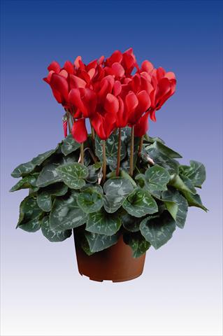 Photos von Blumenvarianten benutzt als: Topf Cyclamen persicum Super Serie® Allure® F1 Red