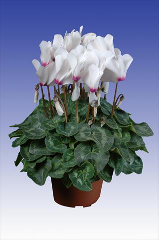 Photos von Blumenvarianten benutzt als: Topf Cyclamen persicum Super Serie® Allure® F1 White with Eye