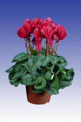 Photos von Blumenvarianten benutzt als: Topf Cyclamen persicum Super Serie® Allure® F1 Wine Red