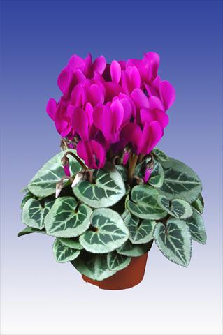 Photos von Blumenvarianten benutzt als: Topf Cyclamen persicum Super Serie® Da Vinci® F1 Dark Violet