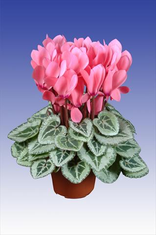 Photos von Blumenvarianten benutzt als: Topf Cyclamen persicum Super Serie® Da Vinci® F1 Light Salmon Pink