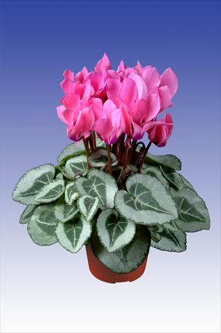 Photos von Blumenvarianten benutzt als: Topf Cyclamen persicum Super Serie® Da Vinci® F1 Neon Pink