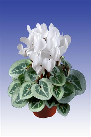 Photos von Blumenvarianten benutzt als: Topf Cyclamen persicum Super Serie® Da Vinci® F1 Pure White