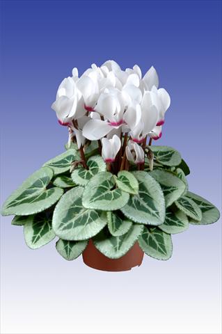 Photos von Blumenvarianten benutzt als: Topf Cyclamen persicum Super Serie® Da Vinci® F1 White with Eye