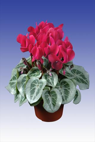 Photos von Blumenvarianten benutzt als: Topf Cyclamen persicum Super Serie® Da Vinci® F1 Wine Red
