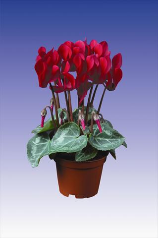 Photos von Blumenvarianten benutzt als: Topf Cyclamen persicum Super Serie® Micro® F1 Deep Wine Red