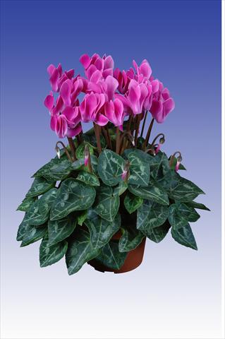 Photos von Blumenvarianten benutzt als: Topf Cyclamen persicum Super Serie® Original® F1 Violet Flamed