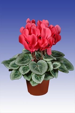 Photos von Blumenvarianten benutzt als: Topf Cyclamen persicum Super Serie® Picasso® F1 Dark Salmon Pink