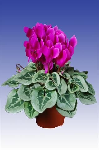 Photos von Blumenvarianten benutzt als: Topf Cyclamen persicum Super Serie® Picasso® F1 Dark Violet