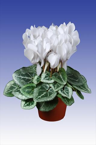Photos von Blumenvarianten benutzt als: Topf Cyclamen persicum Super Serie® Picasso® F1 Pure White
