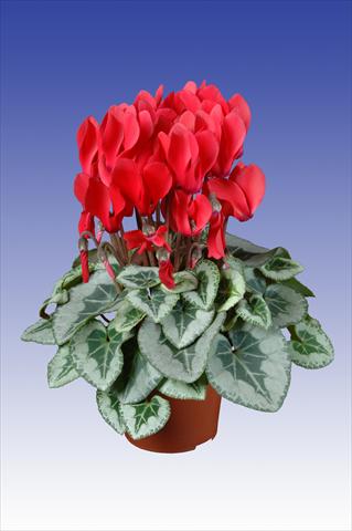 Photos von Blumenvarianten benutzt als: Topf Cyclamen persicum Super Serie® Picasso® F1 Red