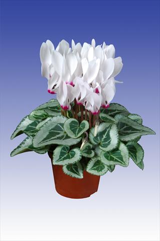Photos von Blumenvarianten benutzt als: Topf Cyclamen persicum Super Serie® Picasso® F1 White with Eye