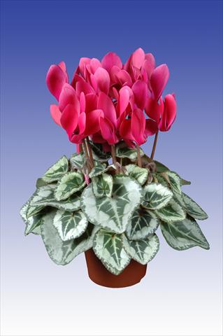 Photos von Blumenvarianten benutzt als: Topf Cyclamen persicum Super Serie® Picasso® F1 Wine Red