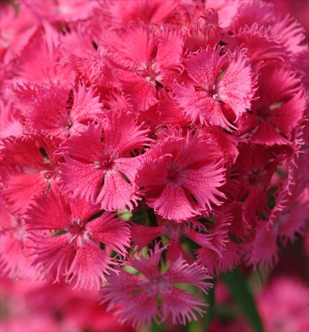 Photos von Blumenvarianten benutzt als: Topf und Beet Dianthus Bouquet Rose