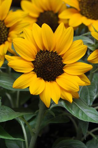 Photos von Blumenvarianten benutzt als: Topf und Beet Helianthus annuus Miss Sunshine