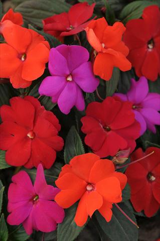 Photos von Blumenvarianten benutzt als: Beet- / Rabattenpflanze Impatiens N. Guinea Divine Hot Mix