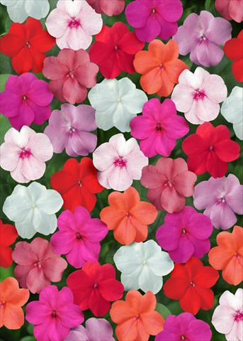 Photos von Blumenvarianten benutzt als: Beet- / Rabattenpflanze Impatiens walleriana Super Elfin™ Clear Mix