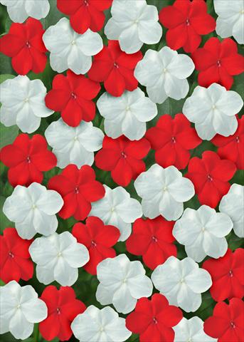 Photos von Blumenvarianten benutzt als: Beet- / Rabattenpflanze Impatiens walleriana Super Elfin™ Red White Mix
