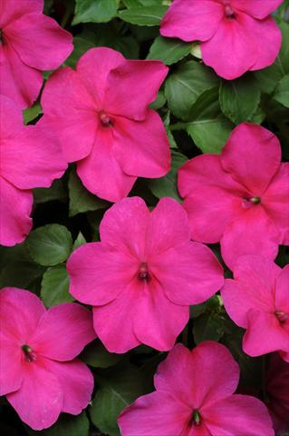 Photos von Blumenvarianten benutzt als: Beet- / Rabattenpflanze Impatiens walleriana Super Elfin™ Rose Imp XP