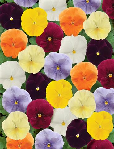 Photos von Blumenvarianten benutzt als: Topf und Beet Viola wittrockiana Matrix Clear Mix