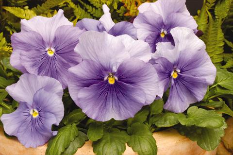 Photos von Blumenvarianten benutzt als: Topf und Beet Viola wittrockiana Matrix Light Blue