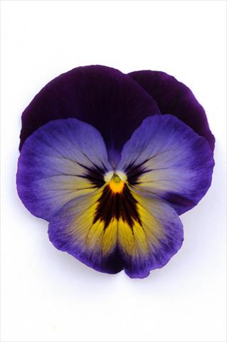 Photos von Blumenvarianten benutzt als: Topf und Beet Viola wittrockiana Matrix Midnight Glow