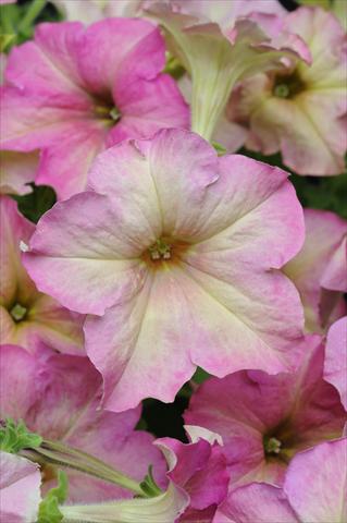 Photos von Blumenvarianten benutzt als: Ampel/Topf Petunia grandiflora Sophistica Antique Shades