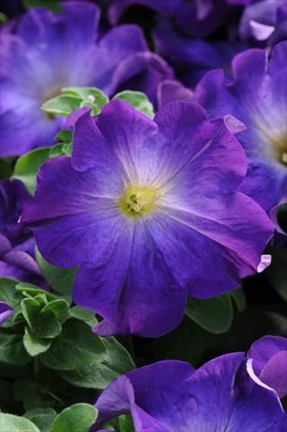 Photos von Blumenvarianten benutzt als: Ampel/Topf Petunia grandiflora Sophistica Blue Morn