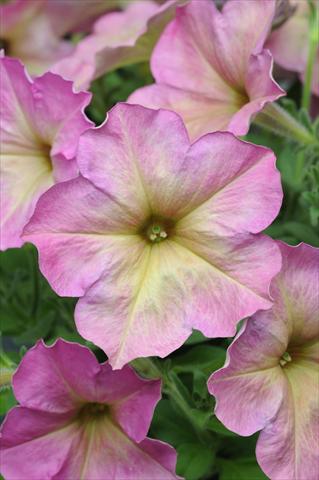 Photos von Blumenvarianten benutzt als: Ampel/Topf Petunia multiflora Debonair Dusty Rose
