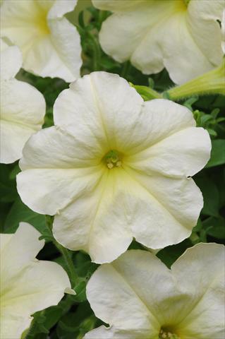 Photos von Blumenvarianten benutzt als: Ampel/Topf Petunia multiflora Debonair Lime Green