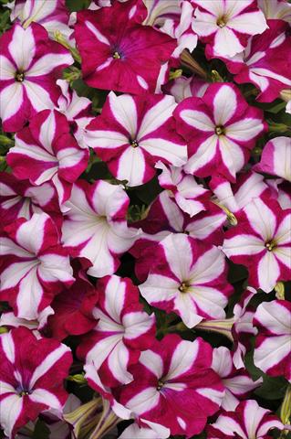 Photos von Blumenvarianten benutzt als: Ampel/Topf Petunia x hybrida Easy Wave Burgundy Star
