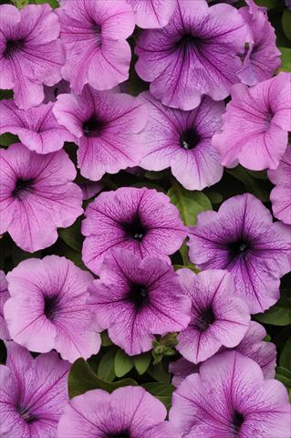 Photos von Blumenvarianten benutzt als: Ampel/Topf Petunia x hybrida Easy Wave Plum Vein