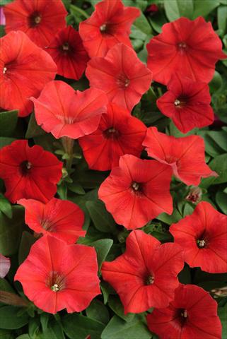 Photos von Blumenvarianten benutzt als: Ampel/Topf Petunia x hybrida Easy Wave Red