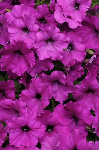 Photos von Blumenvarianten benutzt als: Ampel/Topf Petunia x hybrida Easy Wave Violet