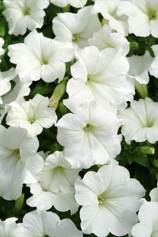 Photos von Blumenvarianten benutzt als: Ampel/Topf Petunia x hybrida Easy Wave White Imp
