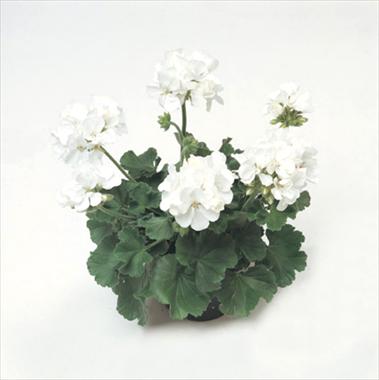 Photos von Blumenvarianten benutzt als: Ampel/Topf Pelargonium zonale Libra Improved
